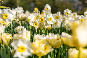 Longwood Spring Blooms