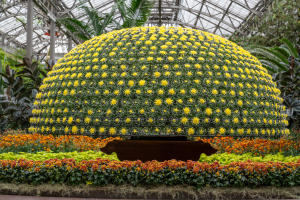 Chrysanthemum Festival - Iconic Mum Longwood
