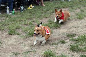 Corgis racing in the annual Corgi Derby at Pine Bluffs Distilling.