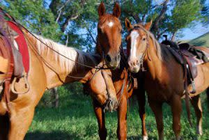 Horse Friends | Photo: Lone Mountain Ranch