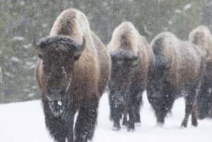 Bison on Road in Yellowstone | Shutterstock