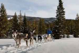 Dog Sledding | MOTBD