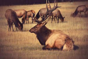 Elk laying in field with harem | Pixabay