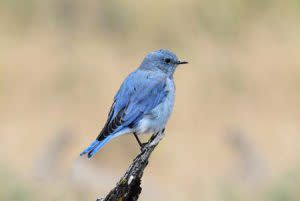 Mountain Bluebird Shuttestock