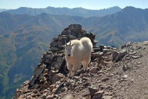 mountain goats | Pixabay