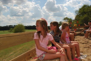 The Maze at Steed's Dairy in Grovetown, Georgia