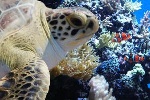 Sea turtle at the NC Aquarium at Fort Fisher