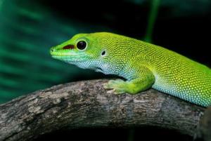 HERPS Corpus Exotic Reptile and Pet Show