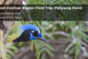 Raptor Field Trip: Pollywog Pond + Corpus Christi HawkWatch