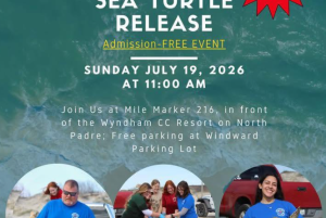 Sea Turtle Release presented by The Texas Sealife Center