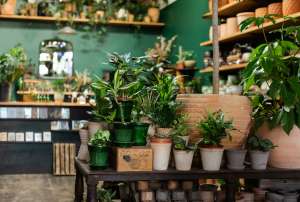 Plants at Crimson Horticulturist Rarities