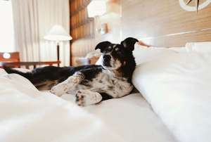 A dog laying in a hotel bed at Jack London Square in Oakland, CA