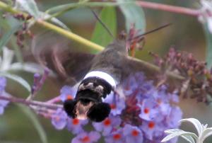 Titan Sphinx Moth