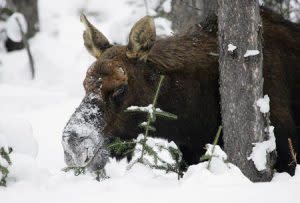 Moose In The Snow | Pixabay Image