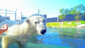 A polar bear swims at the Buffalo Zoo