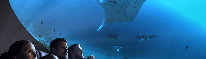 immersed