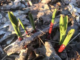 First Ramps