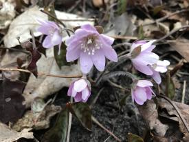 First Blooming Hepatica Flowers