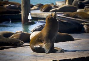 sea lion
