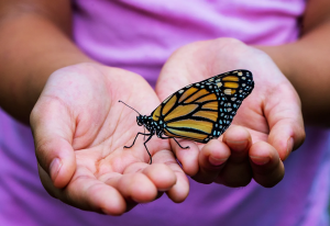 Hudson Highlands Nature Center - Butterfly