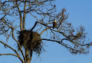 Eagle nest and eagle  in tree at Charlotte Harbor Environmental Preserve
