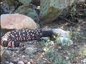 Gila Monster