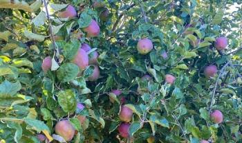 Curran Apple Orchard