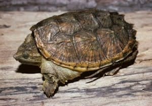 Snapping Turtle