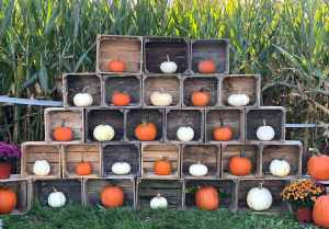 Banty Rooster Fall Fun