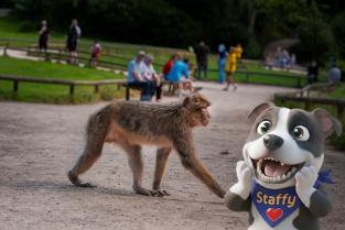 Staffy at Trentham