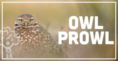 Owl Prowl