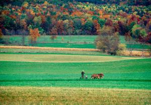 Picture of and Amish farmer standing on a horse drawn farm machine while working the fields