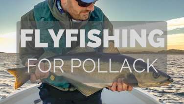 Fly Fishing for Pollack