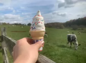 baily-dairy-ice-cream