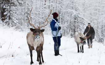 Blog - Reindeer