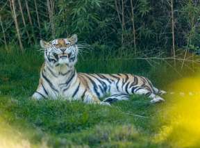 An Amur tiger shows its teeth at Sedgwick County Zoo