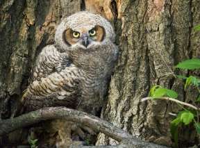 A Great Horned Owl is photographed sitting in a tree at a Wichita park
