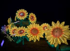 Large Asian lanters in the shape of sunflowers are illuminated during Wild Lights