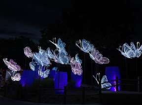 Asian butterfly lanterns are lit in colors of blue and white at the Wild Lights exhibit at Sedgwick County Zoo