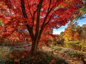 The leaves of a maple tree have turned red in the fall at Bartlett Arboretum