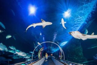 Aquarium of the Bay, San Francisco