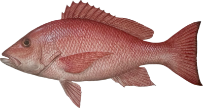 Snapper