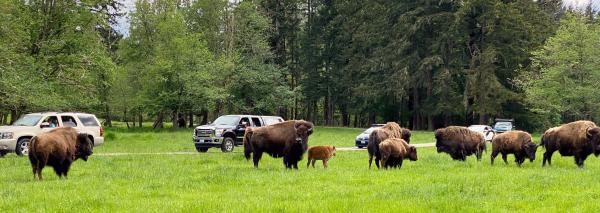 Wild Drive Experience at Northwest Trek Wildlife Park