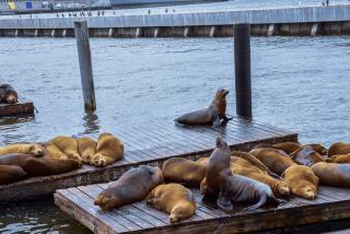 Sea Lions on Pier 39