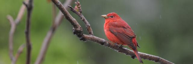 A red tanager perched on a tree branch