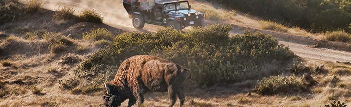 bison hummer