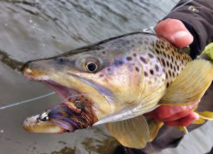 Brown Trout | Gallatin River Guides