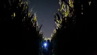 Flashlight Corn Maze