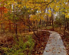 A trail curves into the woods and is surrounded by fall foliage in vibrant oranges and yellows.