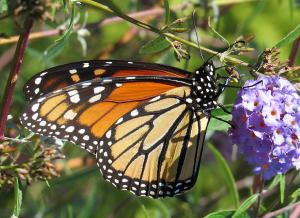 Monarch Butterfly